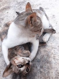 High angle view of cat lying down