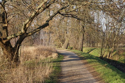 Pathway amidst trees in forest