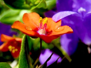 Close-up of day lily blooming outdoors