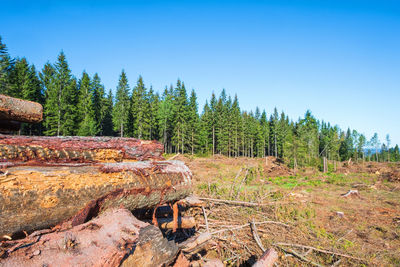 Trees growing on field against sky