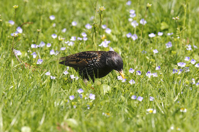 Young starling bird running through the grass searching wurms