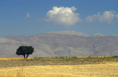 Trees on field against sky