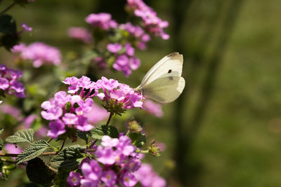 Close-up of butterfly on pink flower
