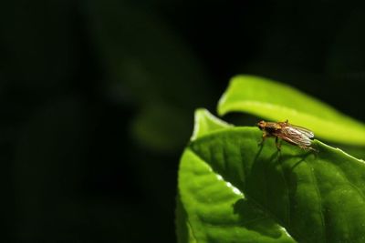 Close-up of insect on plant