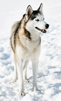 White dog on snow field