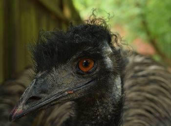 Close-up of bird