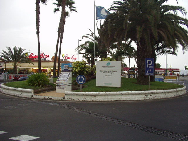 PALM TREES ON FOOTPATH IN CITY