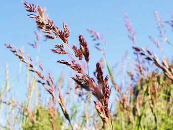 Close-up of stalks against blue sky