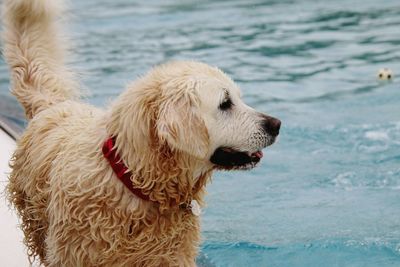 Portrait of dog running on pool