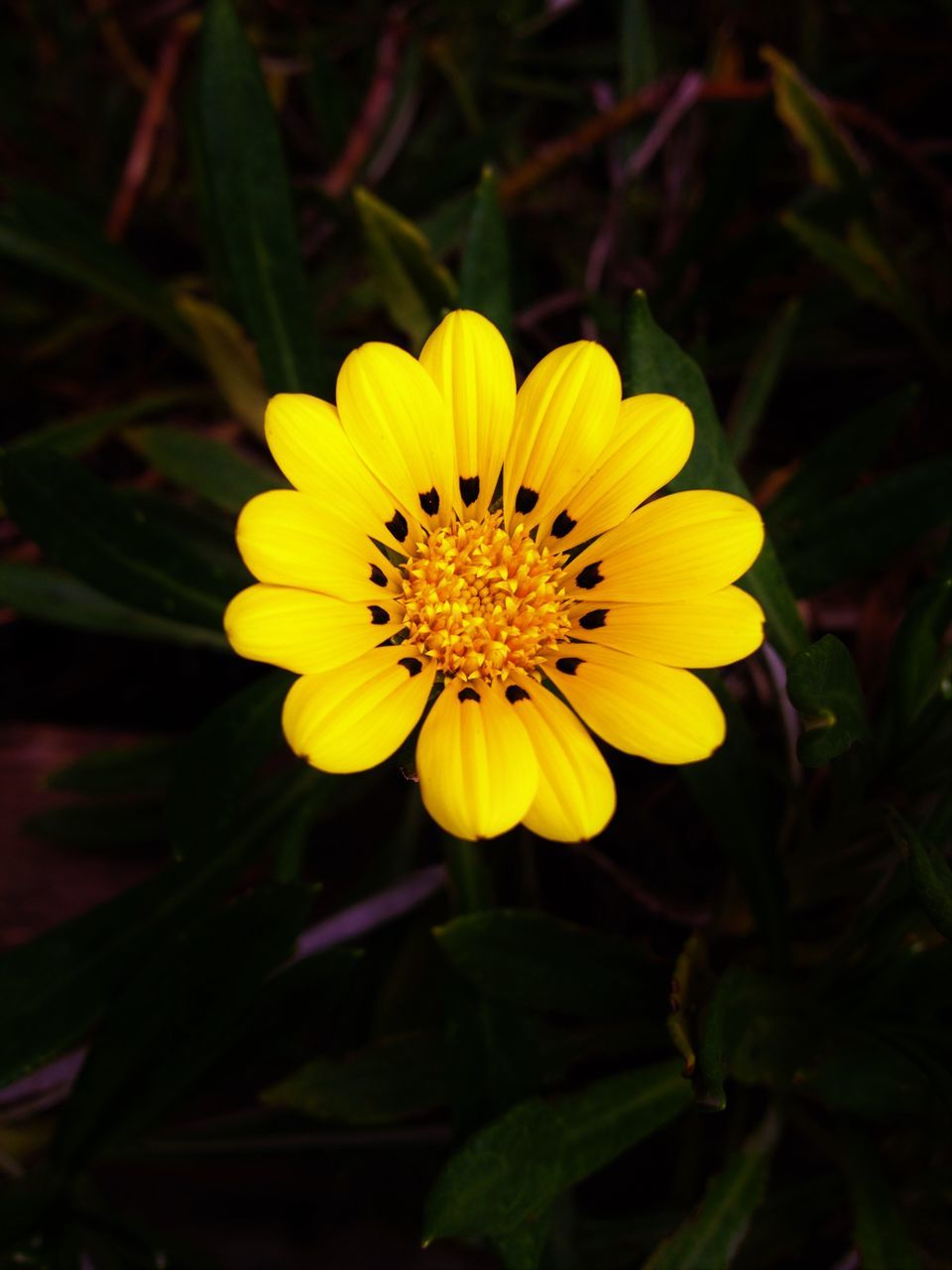 CLOSE-UP OF YELLOW FLOWER GROWING IN PARK