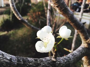 Close-up of white flower blooming on tree