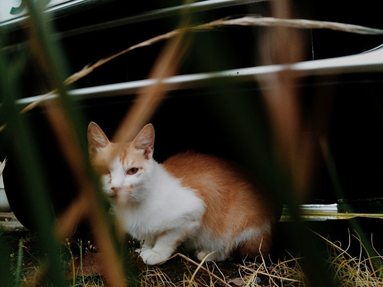 domestic cat, cat, domestic animals, animal themes, mammal, feline, pets, one animal, whisker, close-up, relaxation, indoors, focus on foreground, animal head, no people, sitting, selective focus, carnivora, looking away, lying down