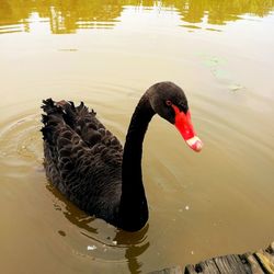 High angle view of swan swimming in lake