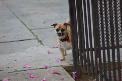 Portrait of dog