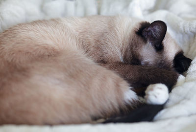 Close-up of a dog sleeping on bed