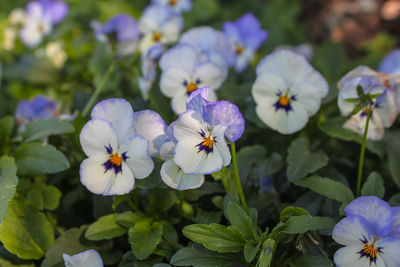 Close-up of flowers blooming outdoors