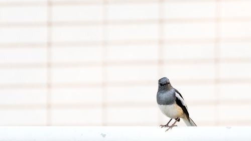 Bird perching on wall