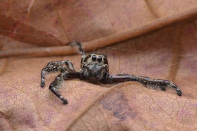 Close-up of spider