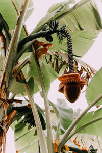 Low angle view of banana hanging from leaves