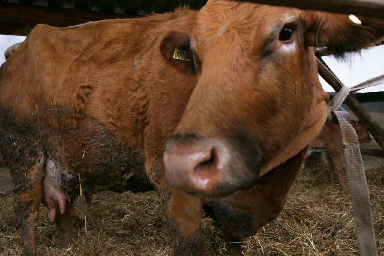 animal themes, domestic animals, mammal, one animal, animal head, pets, brown, portrait, close-up, looking at camera, field, livestock, no people, dog, animal body part, zoology, grass, day, outdoors, standing