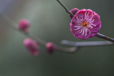 Close-up of pink flower