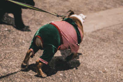 Dog on road