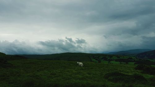 Cows grazing on field against sky