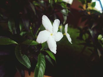 Close-up of white flowering plant