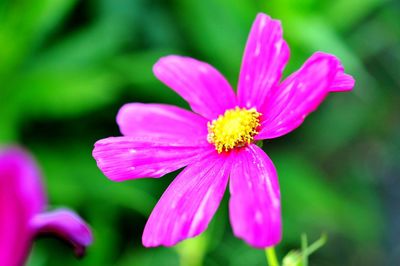 Close-up of pink flower