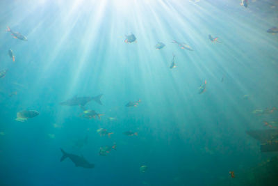 Underwater background, fish underwater, blue background.