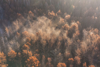 Low angle view of trees in forest during autumn