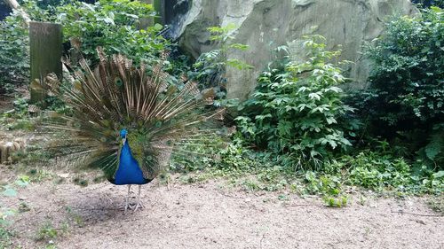 Plants growing on tree