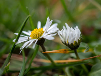 Close-up of white flowering plant