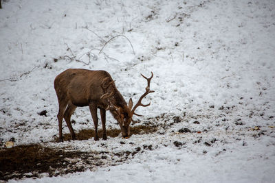 Reindeer on snow covered field