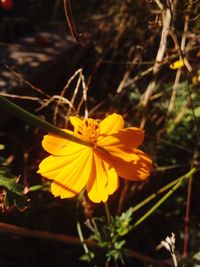 Close-up of yellow flower blooming outdoors