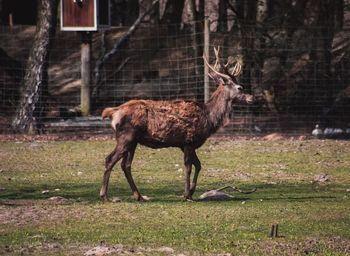 Deer standing in a zoo