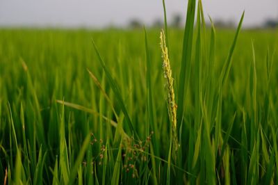 Close up of rice grains and beetles.