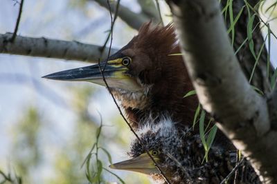 Rufescent tiger heron.