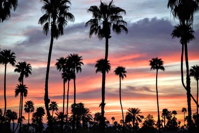 Scenic view of palm trees against dramatic sky