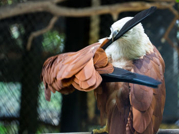 Close-up of bird perching on hand