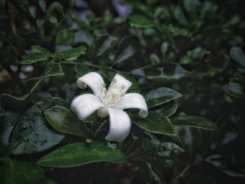 Close-up of white flowers