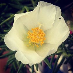 Close-up of white flower blooming outdoors