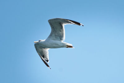 Low angle view of seagull flying