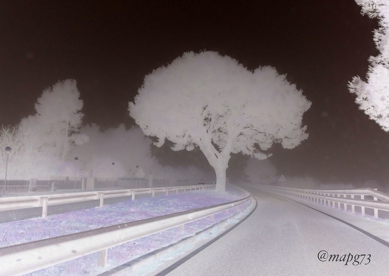 VIEW OF ROAD ALONG TREES