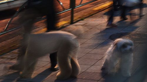 Close-up of dog
