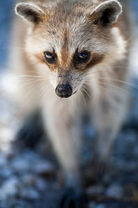 Close up of a raccoon in key west