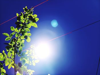 Low angle view of sunlight streaming through tree