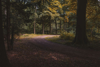 Road amidst trees in forest during autumn