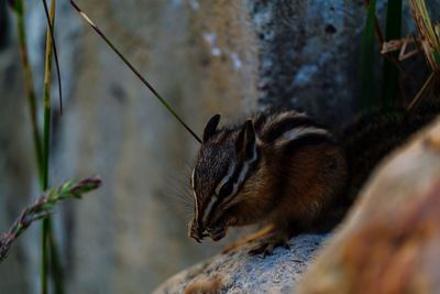 Close-up of squirrel