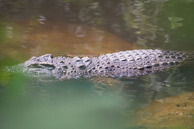 High angle view of crocodile in lake